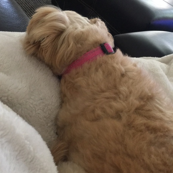 Meet your Posher, Janet - Picture 1 of 1